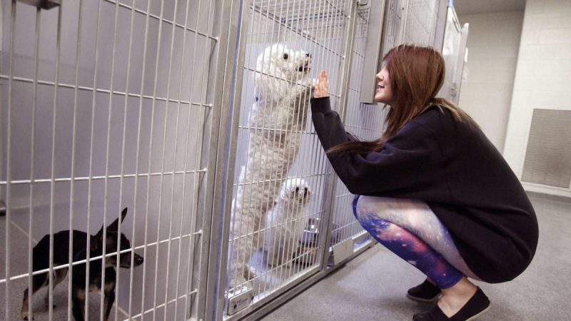 9 Tips to Help You Start a Dog Rescue Shelter