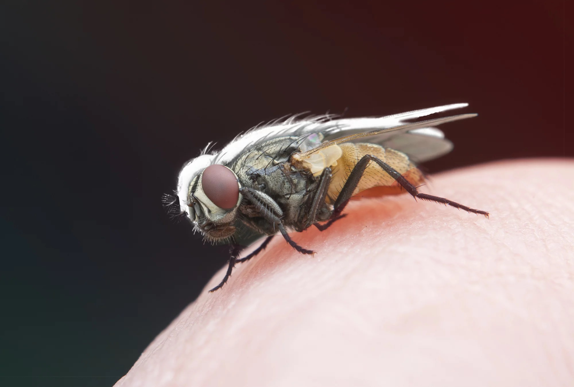 Housefly Can Spread Disease