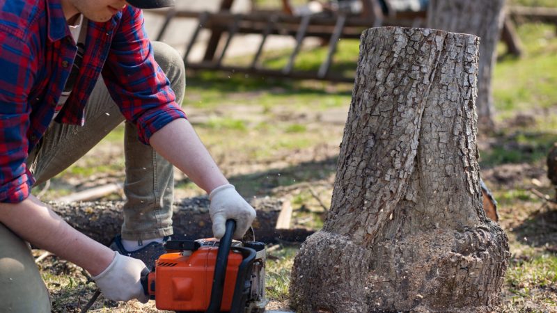 When Should You Call Any Tree Remover and What Questions to Ask?