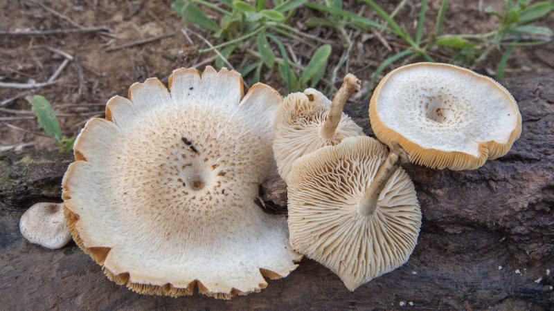 Tiger Milk Mushrooms Healing Properties – Great Natural and Holistic Remedy