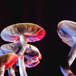 Psychedelic Research Future Associated with Psychiatry – Supported Psilocybin Therapy